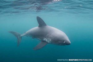 Swimming with a salmon shark