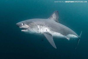 A salmon shark eying the camera