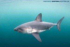 Diving with salmon sharks