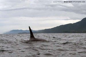 Orca fin protruding from the water