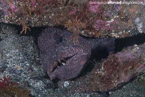 Wolf eel diving