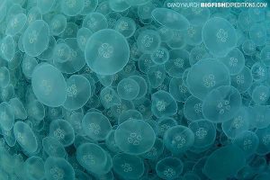 Alaskan moon jelly bloom