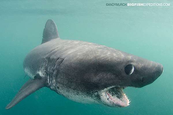 Salmon shark snorkeling in Alaska