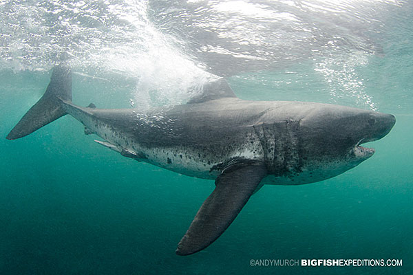 Salmon shark at the surface