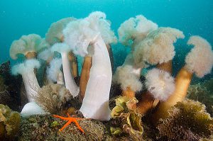 Reef diving in alaska