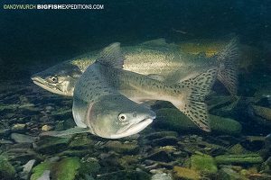 Snorkeling with salmon in alaska