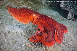 Giant pacific octopus in Alaska
