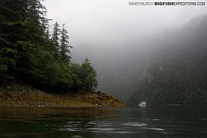 Prince William Sound salmon shark diving