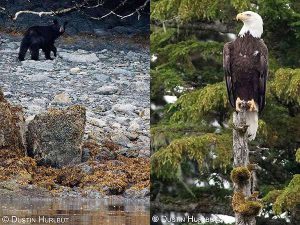 Bear viewing and bald eagles in alaska