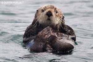 Sea otter