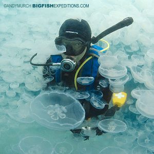 Jellyfish bloom in Alaska