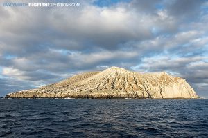 San Benedicto Island diving