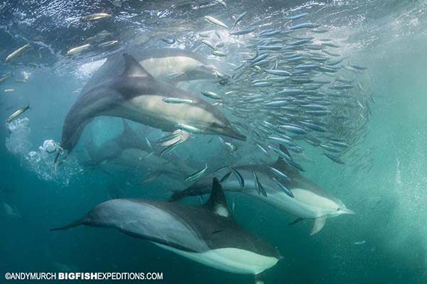 Dolphins on a baitball during the sardine run