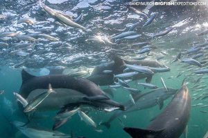 Dolphins smashing a baitball on the Sardine Run