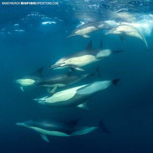 Common Dolphins super pod