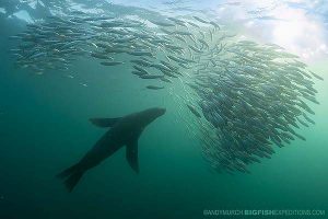 Cape fur seal on a bait ball during the sardine run