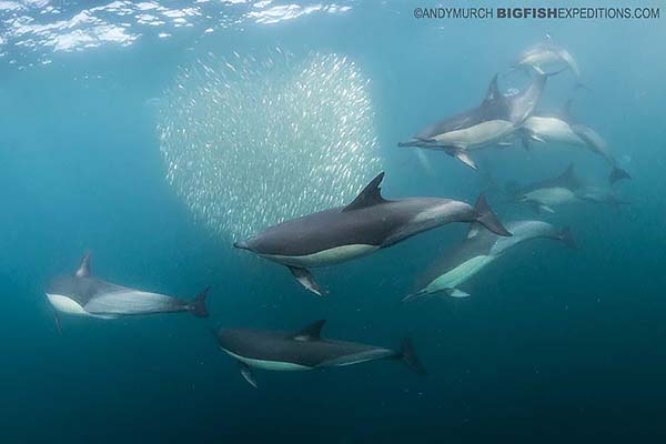 Bait ball diving with dolphins on the sardine run