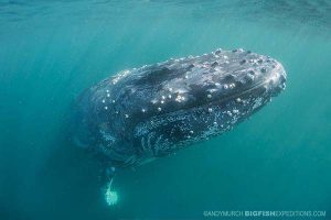 Humpback whale on the sardine run