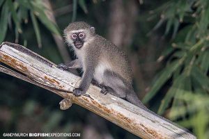 Vervet monkey on the Sardine Run