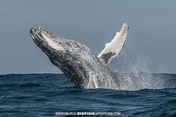 Breaching humpback whale on the Sardine Run