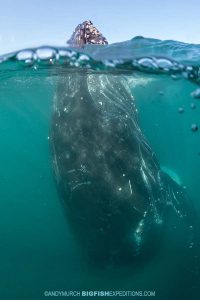 Spy hopping humpback whale