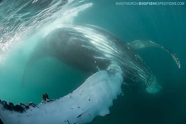 Friendly humpack whale on the sardine run