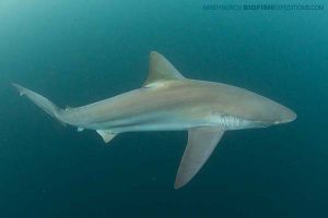 Bronze whaler shark on the sardine run