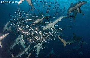 Shark diving the sardine run