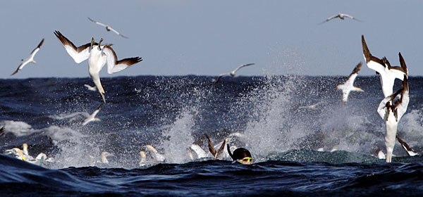 Sardine Run birds diving