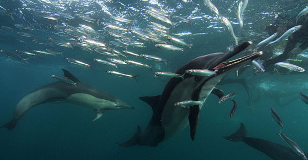 Dolphins attacking sardines on the Sardine Run
