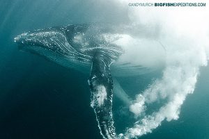 Humpback whale