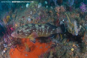 Groupers