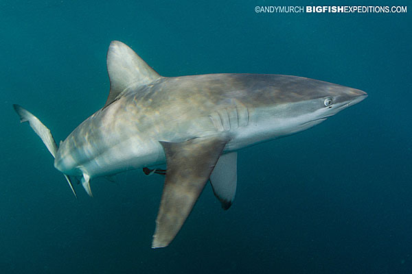 bronze whaler shark with pectoral fins down