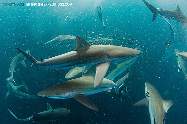 Sharks circling last of sardine run