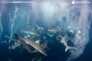 Sharks in sardine run