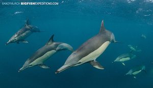 Dolphins moving into position