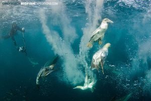 Diving birds sardine run