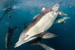 Dolphin chasing sardines