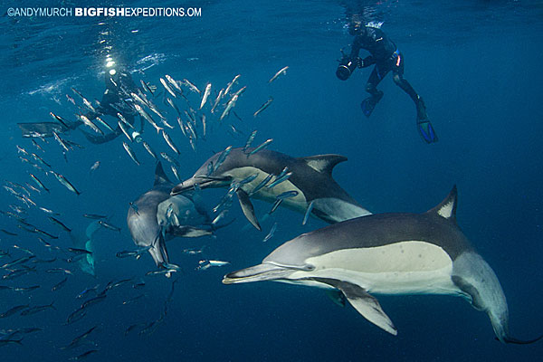 Photographing dolphins and sardine run