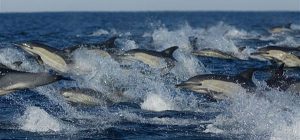 Dolphin superpod sardine run