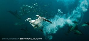 Diving birds sardine run