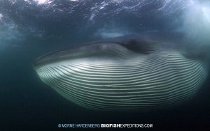 Mike whale baleen