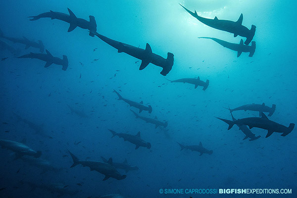 Diving with scalloped hammerheads at Darwin's Arch in the Galapagos Islands