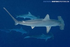 Scalloped hammerhead school