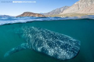 whale shark at the surface in the sea of cortez