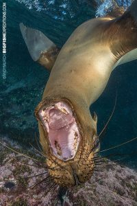 friendly sea lion in the Gulf of California