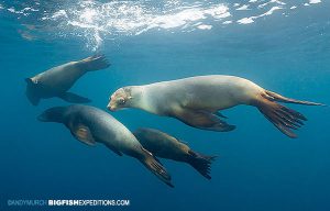 diving with sea lions in the sea of cortez