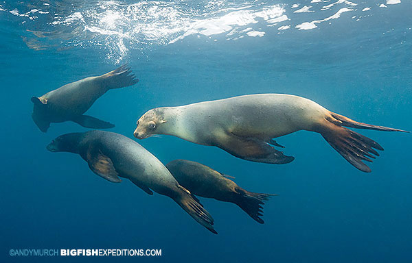 diving with sea lions in the sea of cortez
