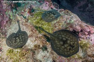round stingrays on a reef in the sea of cortez