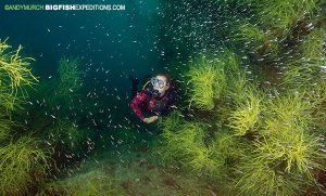 Diver in a black coral forest in the sea of cortez